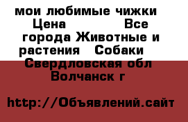 мои любимые чижки › Цена ­ 15 000 - Все города Животные и растения » Собаки   . Свердловская обл.,Волчанск г.